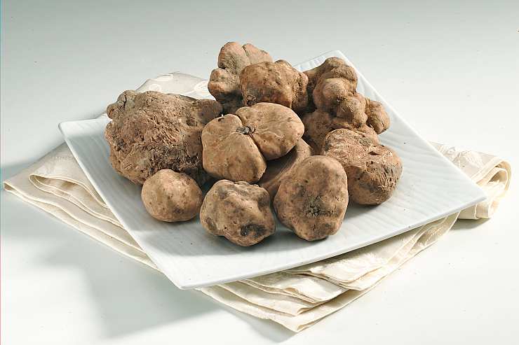 tartufo bianco