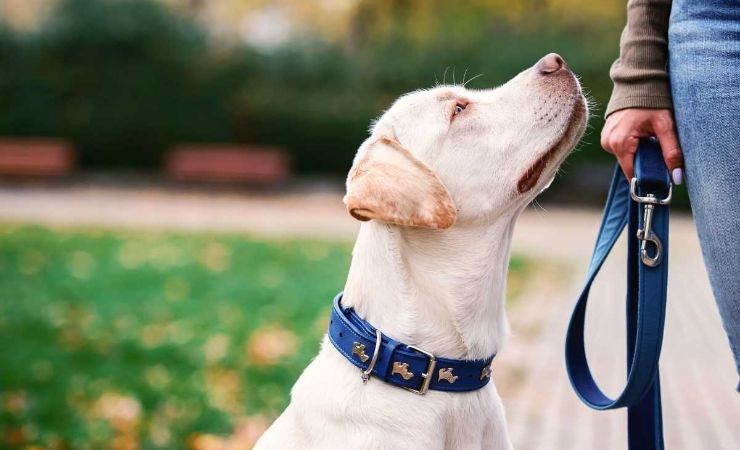 Cane al giunzaglio