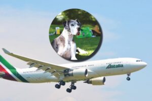Un alano e, sullo sfondo, un aeroplano in volo