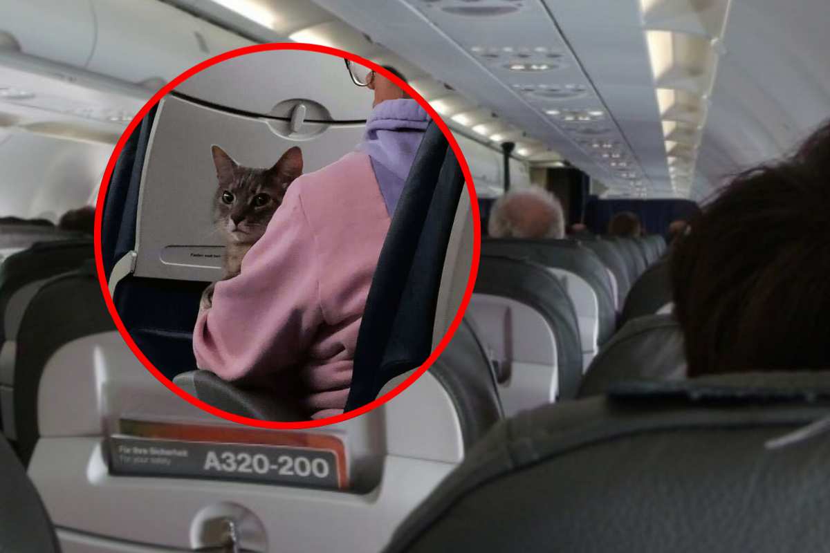 Un gattino in aereo